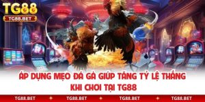 Áp Dụng Mẹo Đá Gà Giúp Tăng Tỷ Lệ Thắng Khi Chơi Tại TG88